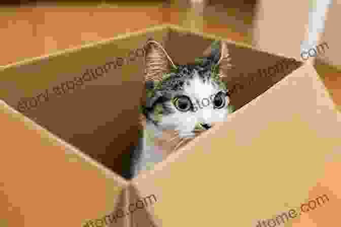 A Cat Sitting In A Box, Looking Very Serious And Important. Box Inspector And Other Important Jobs For Cats