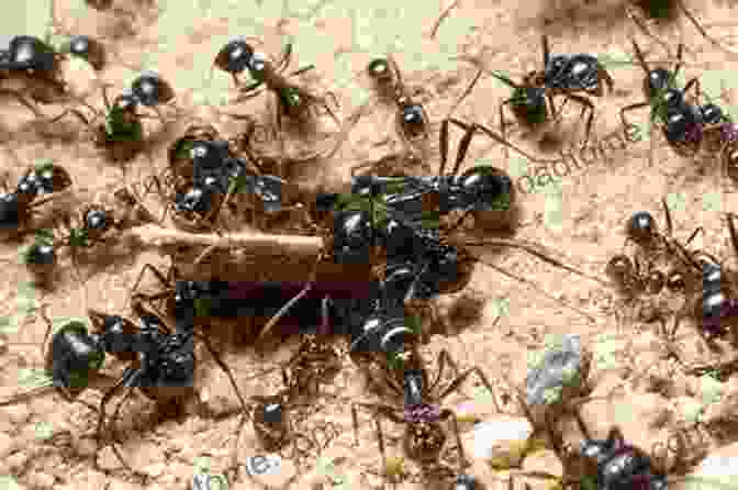 A Colony Of Ants Working Together In Their Nest The Lives Of Ants Laurent Keller