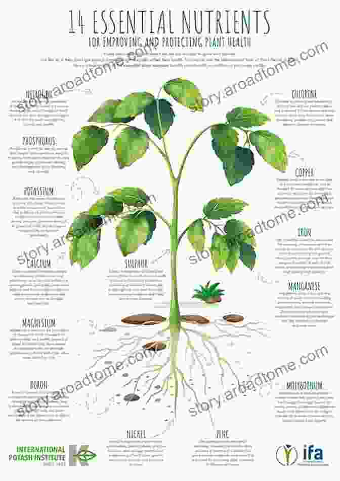 A Comprehensive Visual Guide To Essential Plant Based Nutrients, Including Protein, Iron, Calcium, And Omega 3 Fatty Acids. The Vegan Starter Kit: Everything You Need To Know About Plant Based Eating