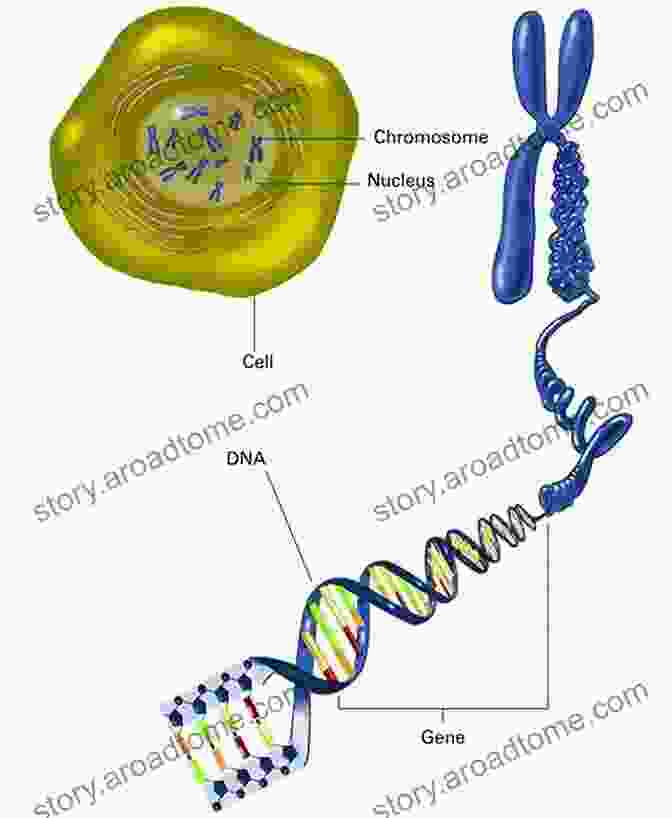 A Diagram Of A Genetic Code With DNA Strands And Chromosomes Guide For Genetic Consultation Lori Litchman