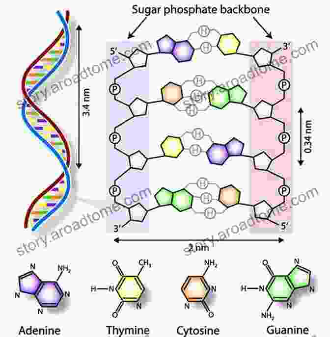 A Double Helix Structure Representing DNA, The Molecule That Carries Genetic Information Blueprint With A New Afterword: How DNA Makes Us Who We Are