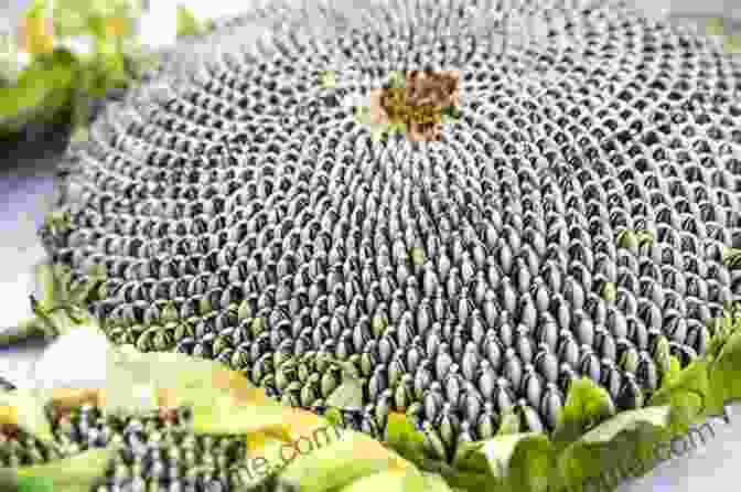 A Farmer Harvests Sunflower Heads, Preparing To Extract The Ripe Seeds Within. The Sunflower: The Lifecycle Of A Sunflower For Children (Inquiring Minds)