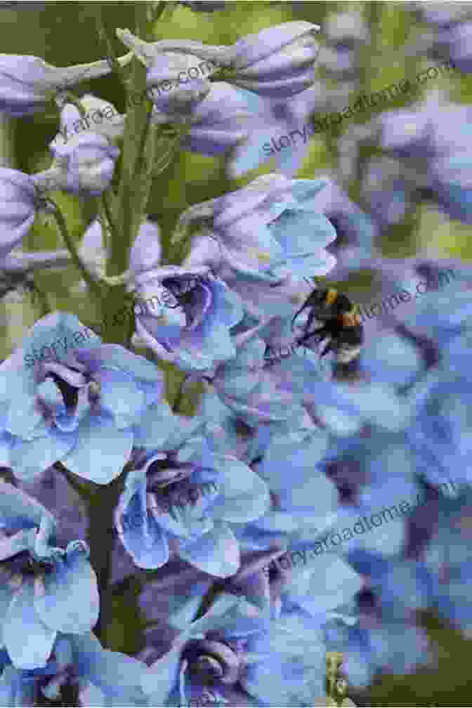 A Field Of Vibrant Blue Delphiniums, With A Body Lying Among Them. A Secret Gardener?: Death Among The Delphiniums (Bernie Fazakerley Mysteries)