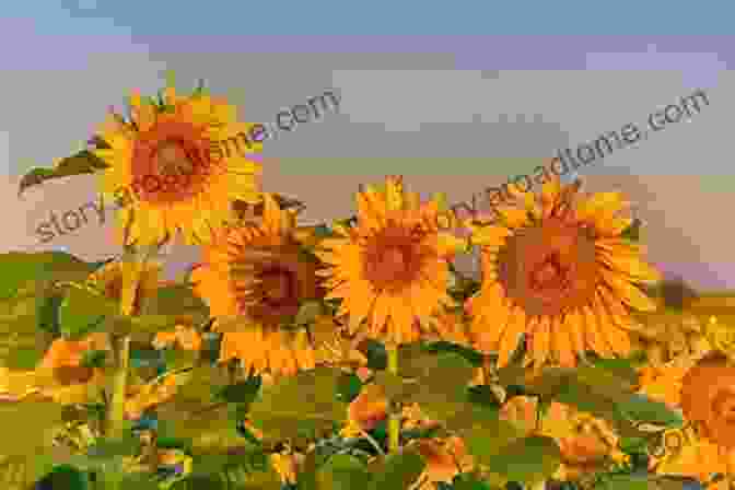 A Field Of Vibrant Yellow Sunflowers, Reaching Towards The Sky World Flags: A Of Colors And Counting (Our World 1)