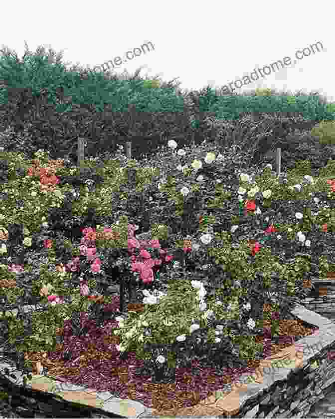 A Gardener Carefully Selecting A Rose Plant At A Nursery, Considering Its Bloom And Growth Characteristics. Roses: An Inspirational Guide To Choosing And Growing The Best Roses