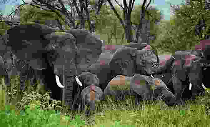 A Group Of Elephants Interacting And Socializing In A Forest Elephant : Its Me Elephant ( Animal Encyclopedia) (It S Me Series)