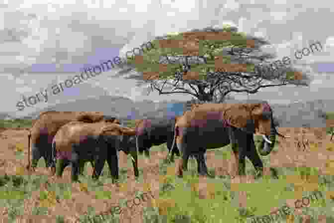 A Herd Of Elephants Walking In The African Savanna Elephant : Its Me Elephant ( Animal Encyclopedia) (It S Me Series)