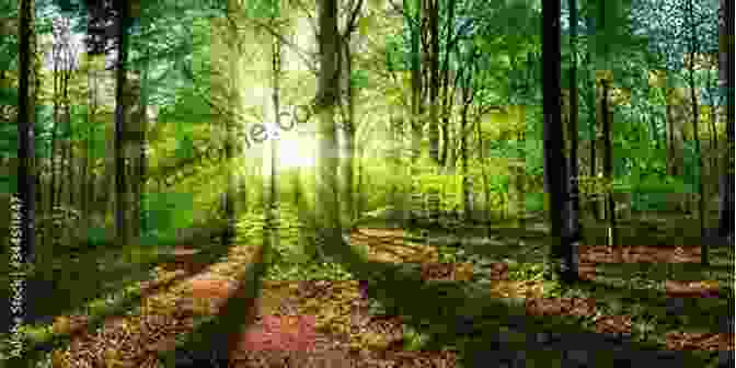 A Serene Image Of A Woodland Clearing, With Sunlight Filtering Through The Canopy Vizzmaya S Wonderland: Part 1 Wandering In The Rhyming Woods