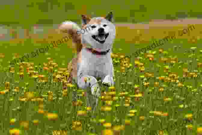 A Shiba Inu Running Through A Field Shiba Inus (Complete Pet Owner S Manuals)