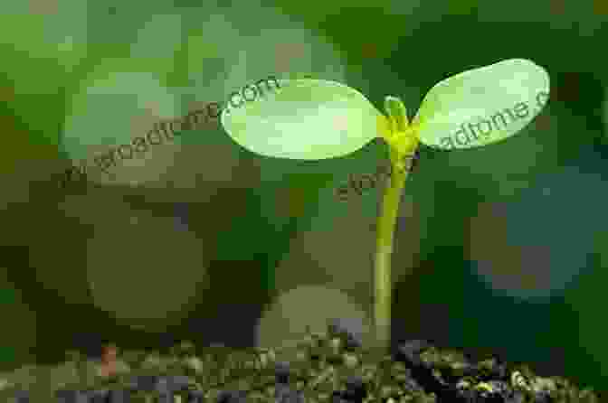 A Tiny Sunflower Sprout Emerges From The Soil, Reaching For The Sun. The Sunflower: The Lifecycle Of A Sunflower For Children (Inquiring Minds)