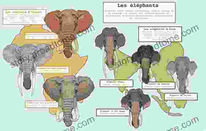 A Variety Of Illustrations Depicting Different Aspects Of Elephant Behavior And Biology Elephant : Its Me Elephant ( Animal Encyclopedia) (It S Me Series)