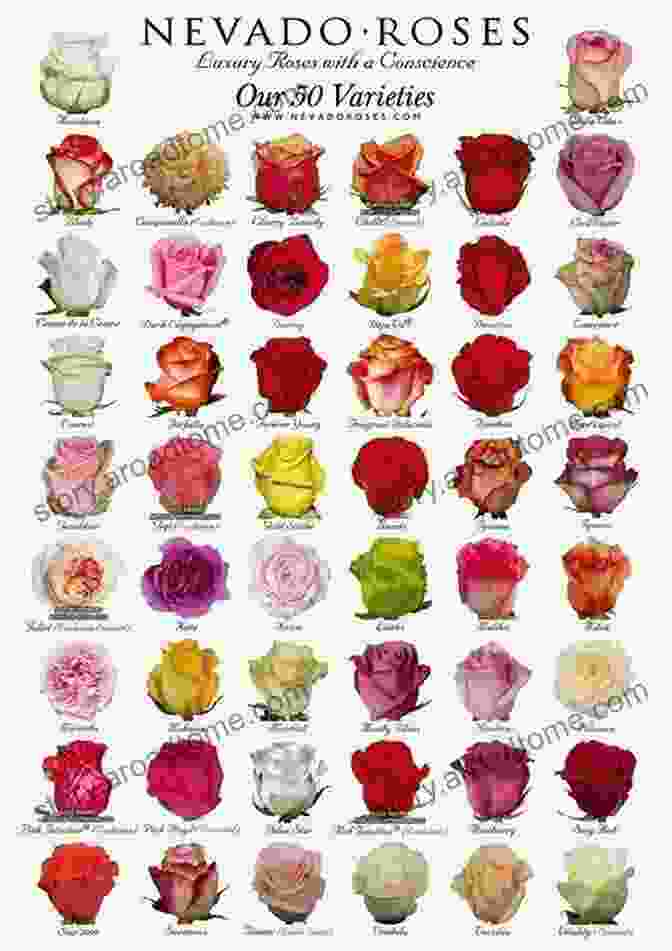 A Vibrant Array Of Rose Varieties With Different Bloom Sizes, Shapes, And Colors. Roses: An Inspirational Guide To Choosing And Growing The Best Roses