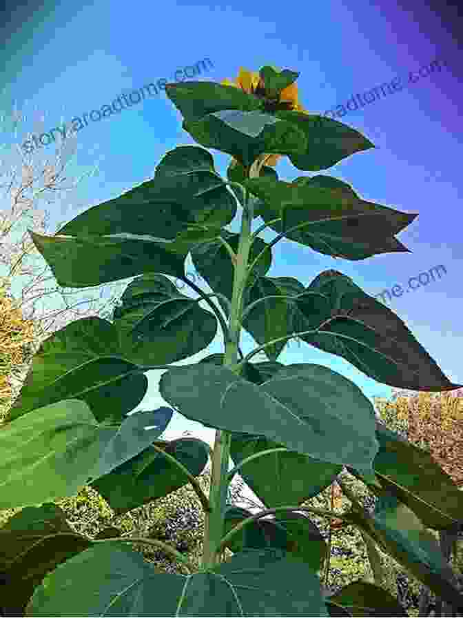 A Young Sunflower Plant, Its Stem Reaching Upwards And Leaves Unfurling Towards The Sun. The Sunflower: The Lifecycle Of A Sunflower For Children (Inquiring Minds)