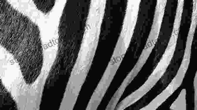 A Zebra, A Striking Animal Known For Its Black And White Stripes, A Symbol Of Individuality And The Complexities Of Nature. Dreams Interpreted: A Bedside Handbook Explaining Everything From Accordions And Acorns To Zebras And Zippers