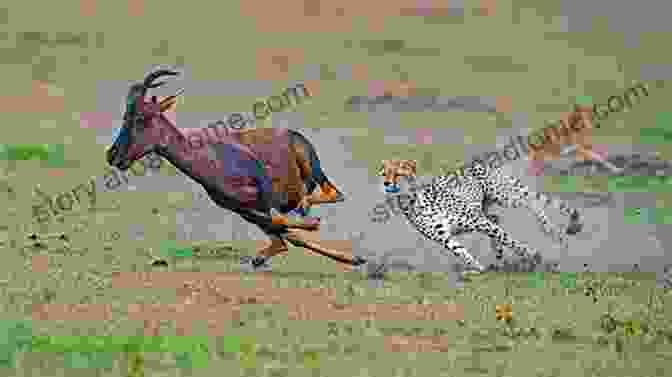 Action Packed Wildlife Photograph Of A Cheetah Chasing Its Prey Photography 2024: Volume 1 Michelle Morgan