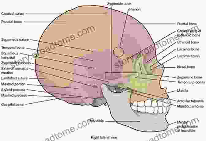 Annotated Illustration Of The Human Skull Showing Major Landmarks And Structures The Skull: A Text Atlas