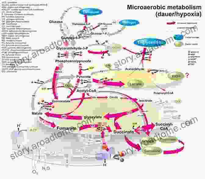 Biochemical Pathways Of Ketosis Beginners Guide To Ketosis And Keto Strips: A Comprehensive Guide To Ketosis Ketogenic Diet And Keto Strip Use