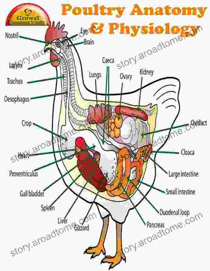 Diagram Illustrating The Anatomy Of A Chicken BACKYARD CHICKENS: A Complete Step By Step Practical Guide On Raising Chickens Successfully