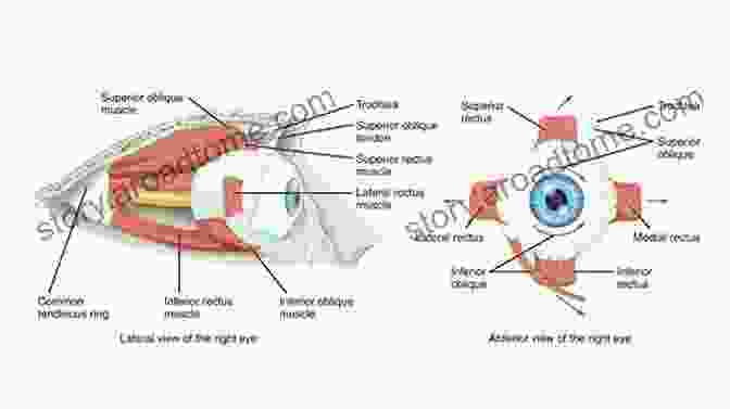 Diagram Of The Oculomotor System, Including The Muscles And Nerves That Control Eye Movements. Developing Ocular Motor And Visual Perceptual Skills: An Activity Workbook