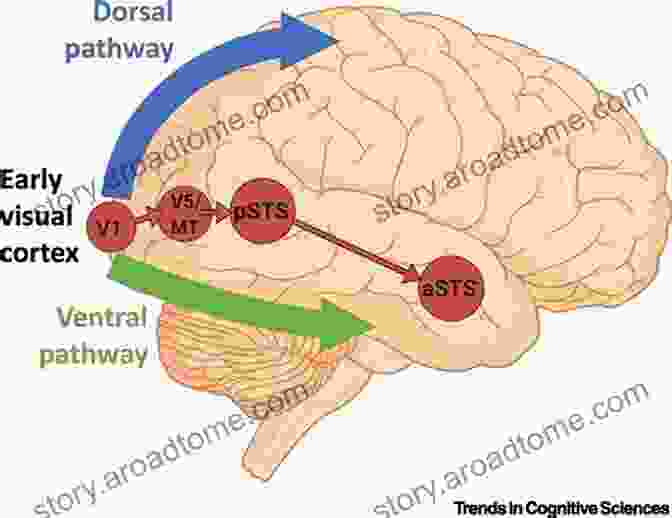 Diagram Of The Visual Perceptual System, Including The Areas Of The Brain Responsible For Processing Visual Information. Developing Ocular Motor And Visual Perceptual Skills: An Activity Workbook