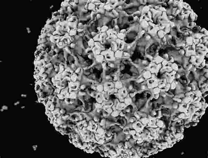 Electron Microscopy Image Of HPV Virus Particle HPV: A Guidebook To Infection With Human Papillomavirus And How To Fight Back