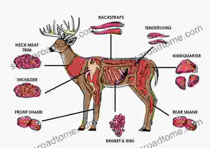 Expertly Butchering A Deer Carcass, Revealing The Prime Cuts Of Meat The Art Of Cooking Wild Game: Enjoying Food As Fresh As The Land