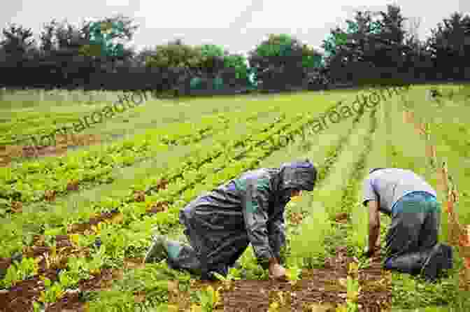 Farmer Tending To Cut Flower Plants The Flower Farmer: An Organic Grower S Guide To Raising And Selling Cut Flowers (Gardener S Supply Books)