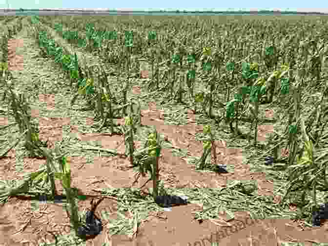 Hail Damage To Corn Crop Frozen Fury : Agricultural Crops And Hail Damage