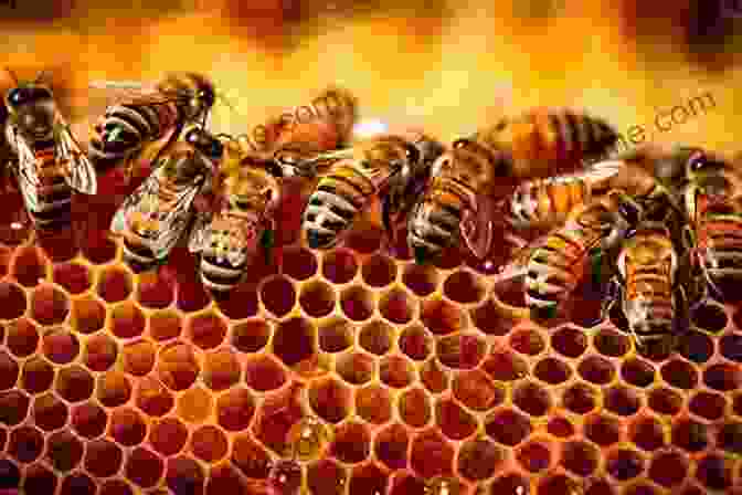 Honeybees Working Diligently Within Their Hive Honeybees (Step Into Reading) Linda Booysen