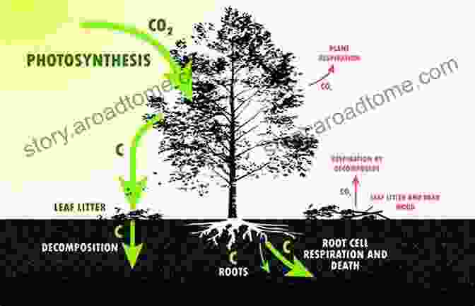 Image Of A Forest, Highlighting The Role Of Trees In Carbon Sequestration. Atmosphere Of Hope: Searching For Solutions To The Climate Crisis