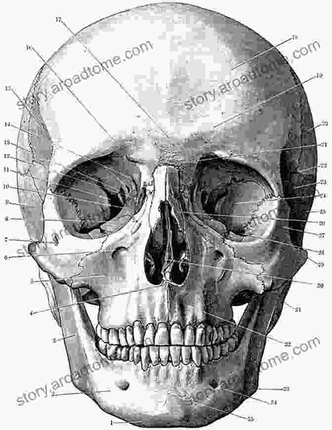 Intricate Illustration Of The Human Skull From The Skull: A Text Atlas