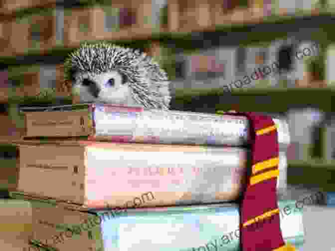 Little Hedgehog In A Library ABC Fairy (Alphabet Learning) Little Hedgehog