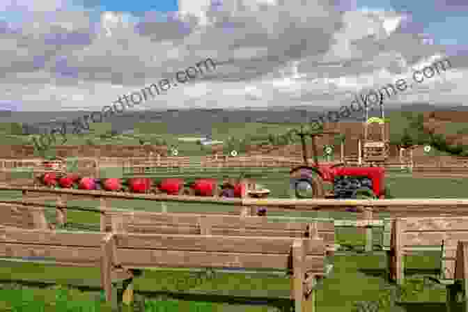 Panoramic View Of Pennywell Farm's Lush Green Pastures Pocket Piggies Numbers : Featuring The Teacup Pigs Of Pennywell Farm