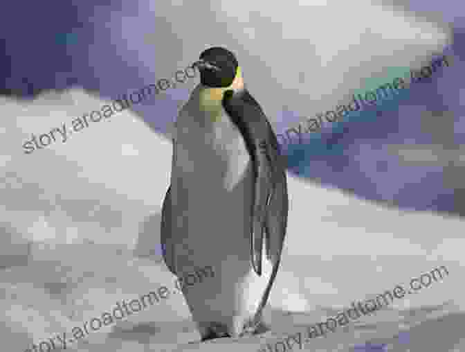 Patience, The Penguin, Standing On An Ice Floe. A Penguin Named Patience: A Hurricane Katrina Rescue Story