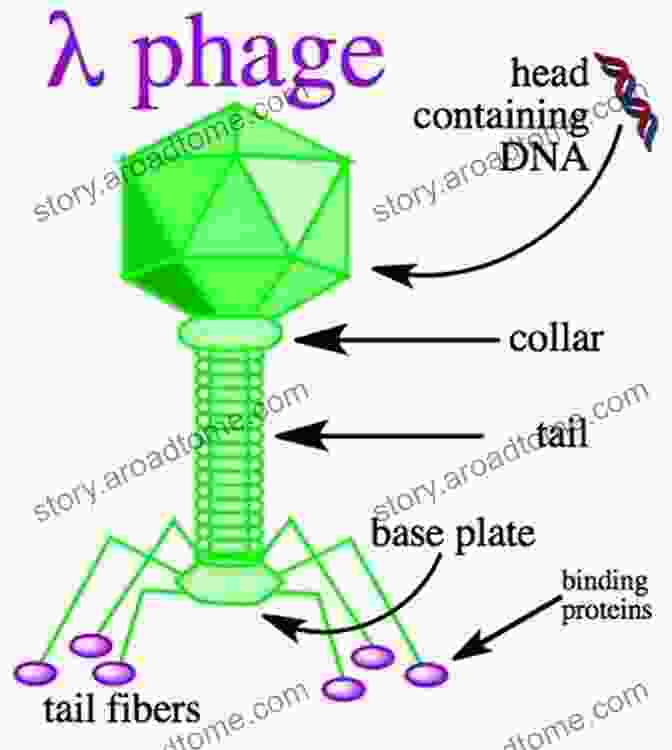 Phage Lambda, The Model Organism For Studying Gene Regulation, With Its Distinctive Head And Tail Structure A Genetic Switch Third Edition Phage Lambda Revisited