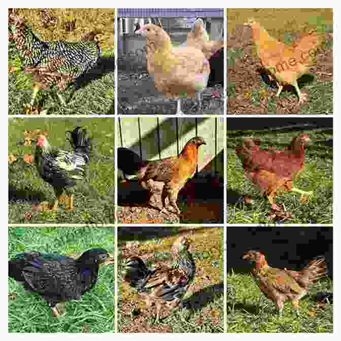 Photos Of Various Chicken Breeds BACKYARD CHICKENS: A Complete Step By Step Practical Guide On Raising Chickens Successfully