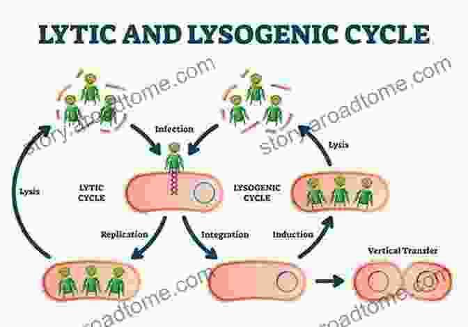 Simplified Diagram Of The Lambda Life Cycle, Showing The Lytic And Lysogenic Pathways A Genetic Switch Third Edition Phage Lambda Revisited