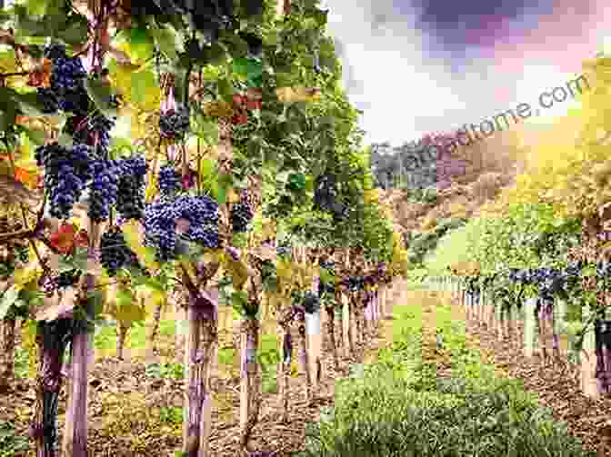 Winemaker Examining Grapevines, Highlighting The Connection Between Vineyard And Winery. The Grape Grower: A Guide To Organic ViticultureThe Flavor Nutrition And Craft Of Live Culture FoodsReclaiming Domesticity From A Consumer Culture